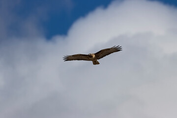 Fototapeta na wymiar Colorado Red-tailed Hawk