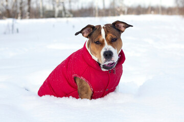 American Staffordshire Terrier in red clothes sits in snow.