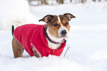 American Staffordshire Terrier in red clothes on a winter walk.