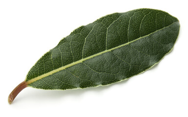 Aromatic bay leaves