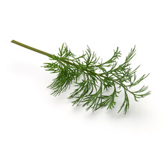 Close up shot of branch of fresh green dill herb leaves isolated on white background