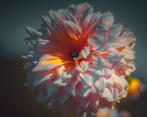 Soft focus flowers- light bokeh