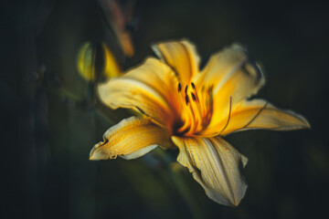 Soft focus flowers- light bokeh