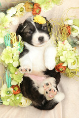 Caucasian shepherd puppy lies in flowers