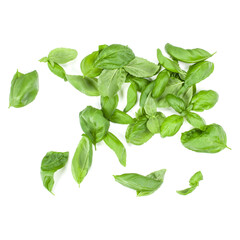 Sweet Genovese basil leaves background arrangement isolated on white. Top view.