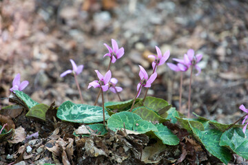 Wild pink Cyclamen (Persicum) in full bloom in the forest in Hungary. - 414557808