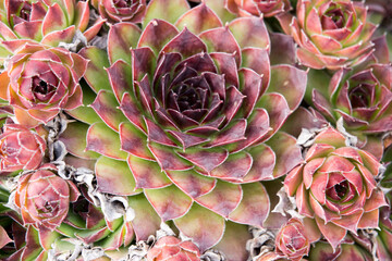 Intricate rose-like pattern of a green echeveria with magenta petals, detailed closeup. - 414557850