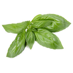 sweet basil herb leaves isolated on white background. Genovese basil leaf.