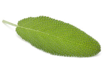 Fototapeta premium Sage leaves isolated on white background cutout.