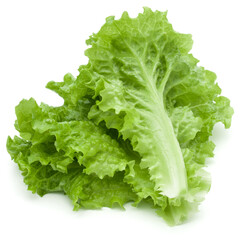 fresh green lettuce salad leaves isolated on white background