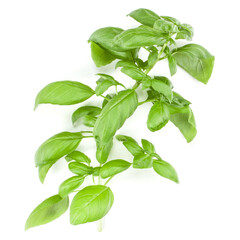 Sweet Genovese basil branch isolated on white background. Flat, Top view.