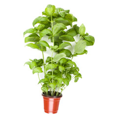 Fresh sweet Genovese basil herbs growing in pot isolated on white background cutout. Flat, top view.