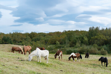 Iceland, Lake Myvatn Area. Icelandic horses with various colorings grazing peacefully.
