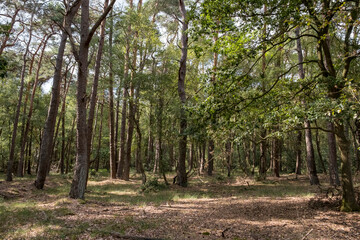 Naturschutzgebiet Buurserzand, Niederlande