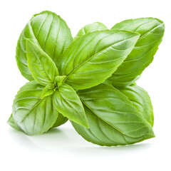 Fresh sweet Genovese basil leaves isolated on white background cutout.