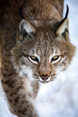 Portrait of lynx on a background of snow in the natural environment