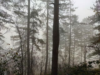 Misty Trees in the Fog