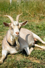 goat on a meadow
