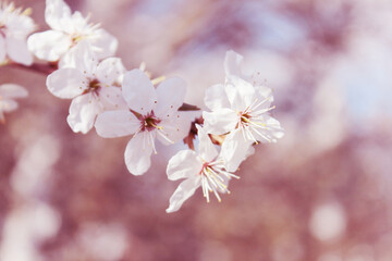 tree blossom with white flowers