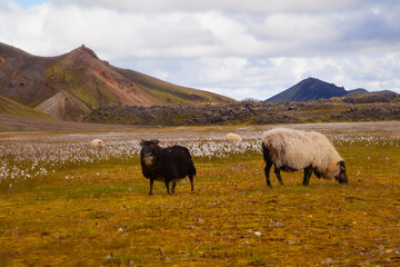 Icelandic sheep grazing in a meadow in Landmannalaugar, Iceland