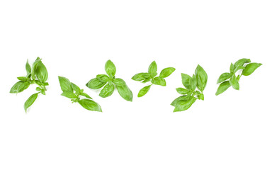Sweet Genovese basil leaves background arrangement isolated on white. Top view.