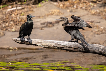 Great Cormorant's resting on log