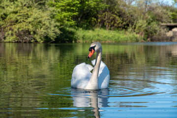 A single alone and isolated Swan in a summer time setting outside of city limits in Canada with bright white feathers and orange beak, looking at camera with intent. 