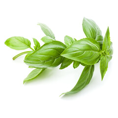 Fresh sweet Genovese basil leaves isolated on white background cutout.