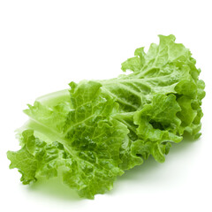 fresh green lettuce salad leaves isolated on white background