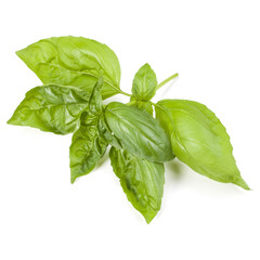 sweet basil herb leaves isolated on white background. Genovese basil leaf.