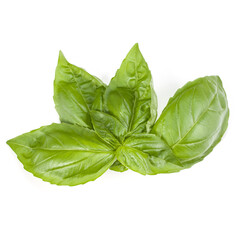 sweet basil herb leaves isolated on white background. Genovese basil leaf.