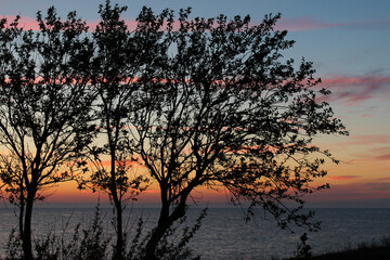 beautiful sunset on the beach and tree silhouette