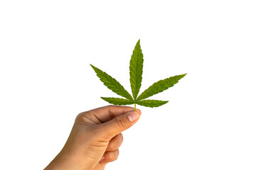 The green leaves of cannabis are in hand isolated on white background with the clipping path. Concept of using cannabis for medical benefit.