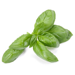 sweet basil herb leaves isolated on white background. Genovese basil leaf.
