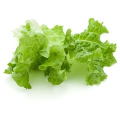 fresh green lettuce salad leaves isolated on white background