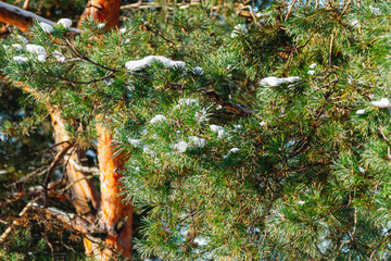 Green spruce branches as a textured background. Snow-covered beautiful spruce branch in winter....