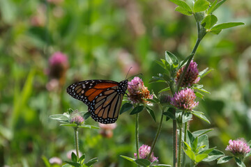 Monarch butterfly feeding on a purple clover flower in a meadow. 