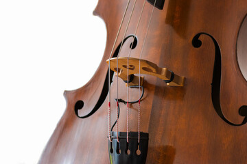 Contrabass details. Wooden string instrument close up. White background