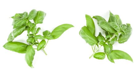 Sweet Genovese basil branch isolated on white background. Flat, Top view.