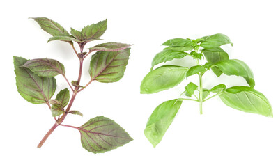Varieties of basil leaves isolated on white background. Flat, Top view.