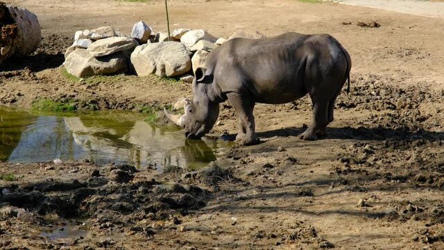 A rhinoceros is drinking water from a small pond in its home.