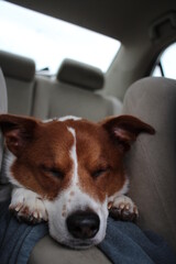 border collie terrier mix in the car