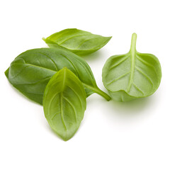 Sweet basil herb leaves handful isolated on white background closeup