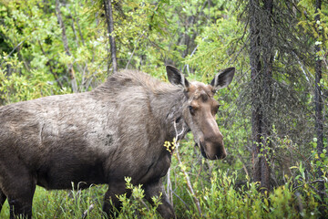 A large moose seen in dense woods, forest area in northern Canada during summer time greenery surrounding the mammal looking at camera. 