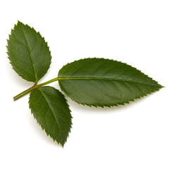 Fototapeta premium Green rose leaf isolated on white background cutout