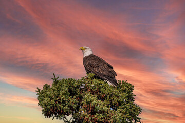 A large bald eagle perched on top of a spruce tree seen in Canada on a pink sunrise morning with pastel clouds and sky in background. 
