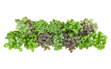 .Varieties of basil  border arrangement isolated on white background cutout. Top view..