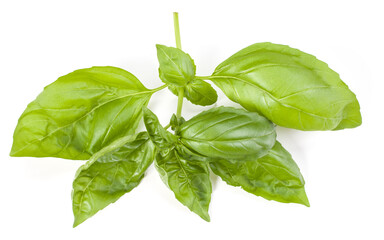 sweet basil herb leaves isolated on white background. Genovese basil leaf.