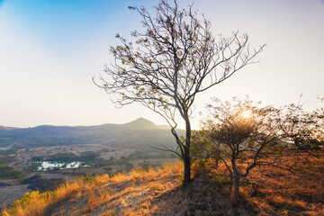 Neem tree in the fog, Hill area, small pond at the distance. Pune Maharashtra India.