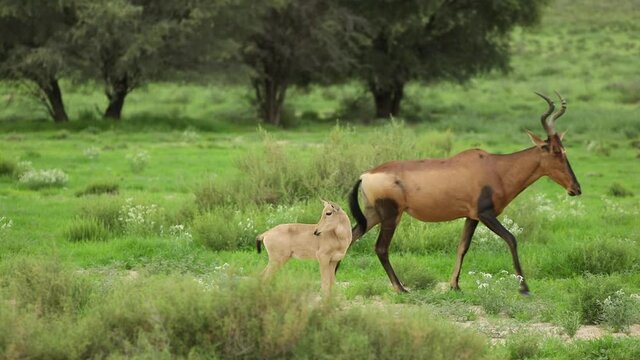 Wide shot of a female Red Hartebeest and her calf standing gin the green landscape of the Kgalagadi Transfrontier Park before walking out the frame.